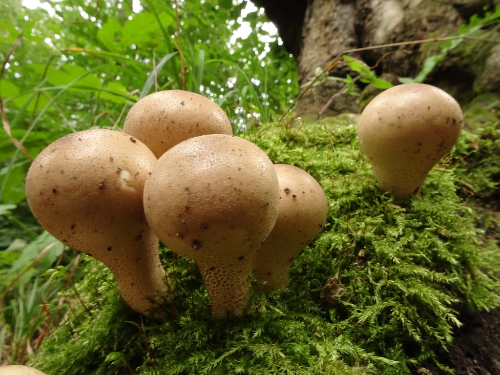 Pear-shaped Puffball, Stump Puffball