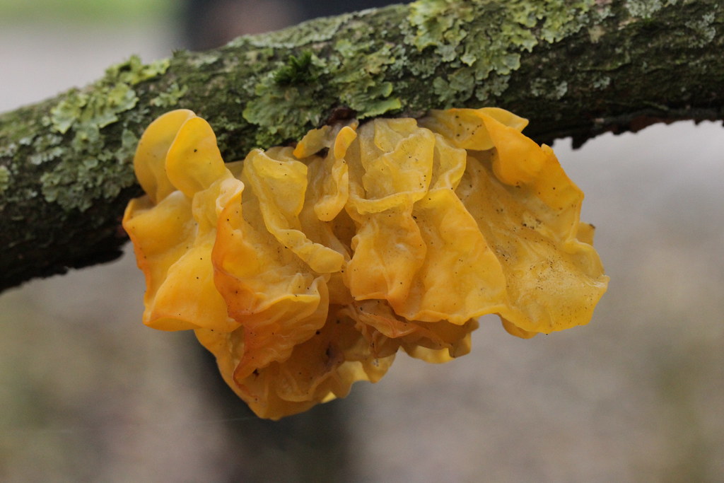 Tremella mesenterica