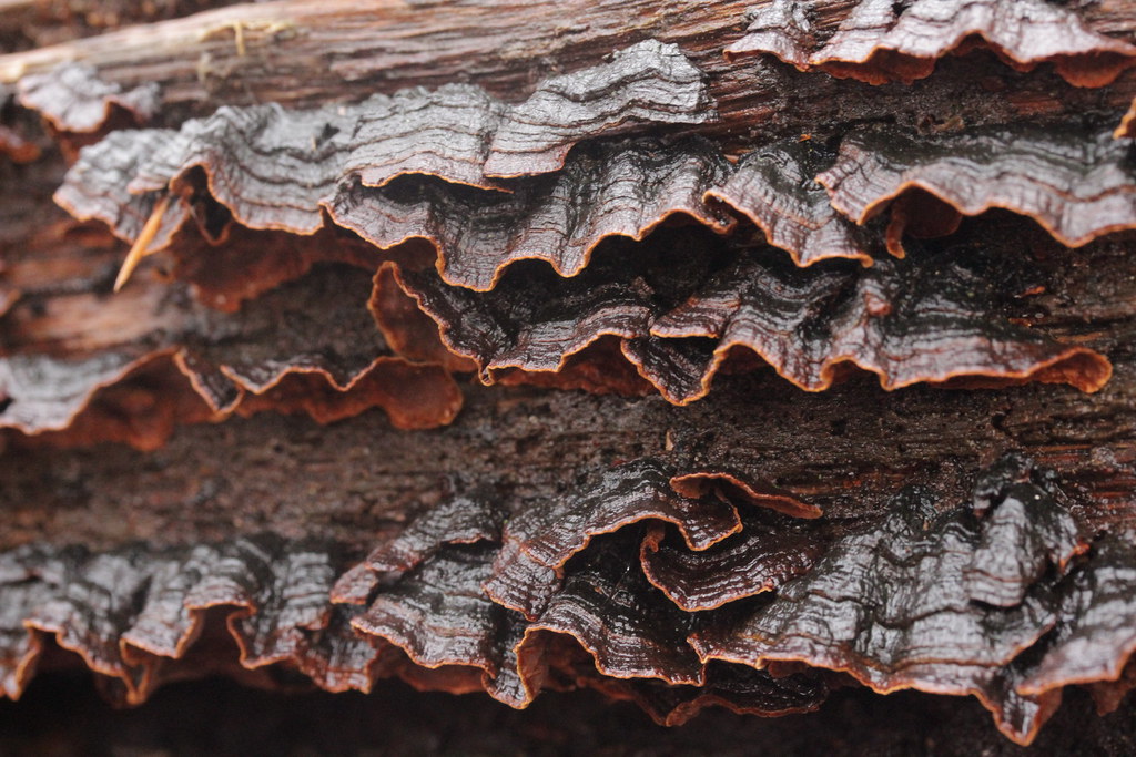 Oak Curtain Crust