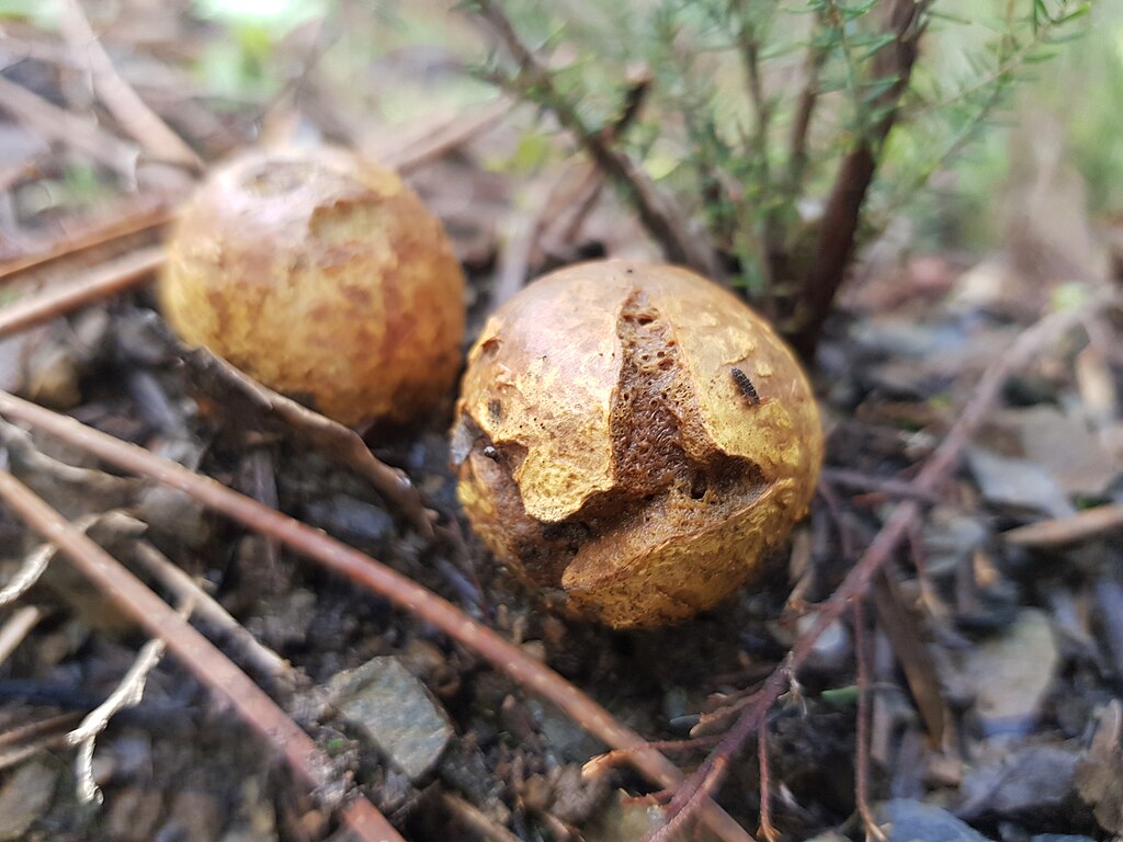 Yellow False Truffle