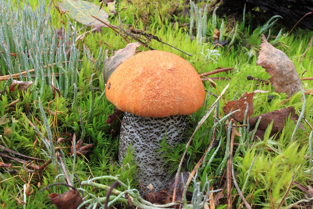 Orange Birch Bolete