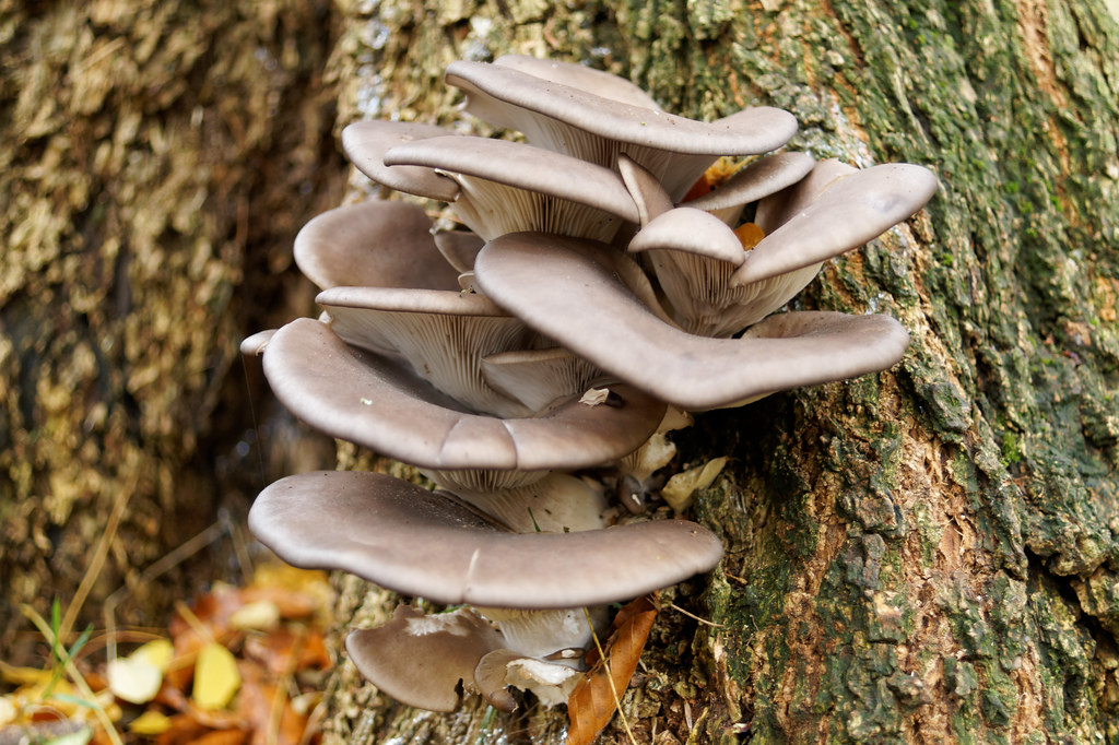 Oyster Mushroom