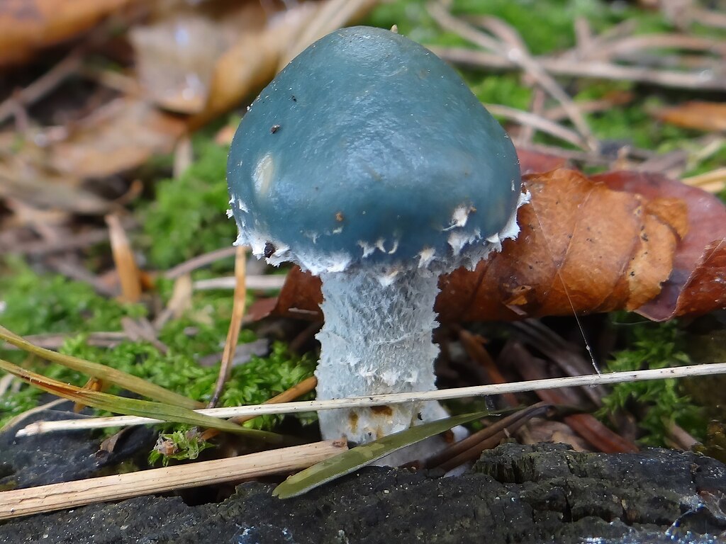 Blue Roundhead