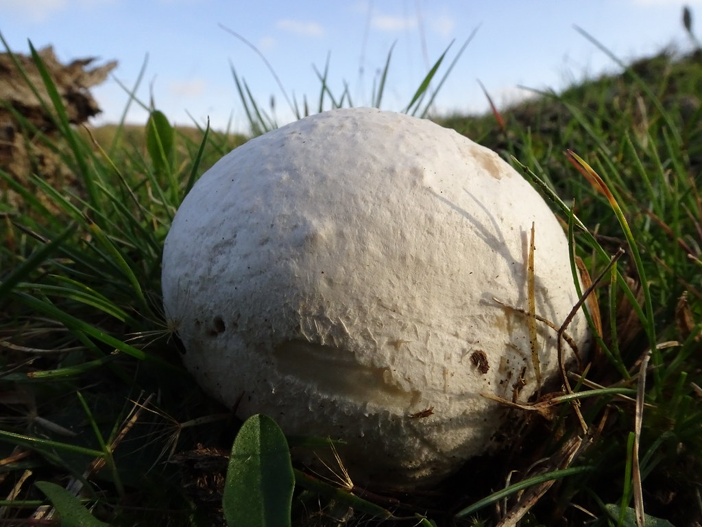 Giant Puffball