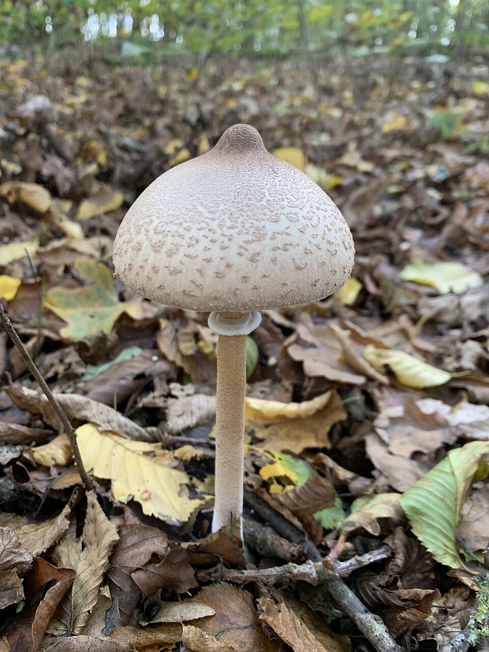 Slender Parasol