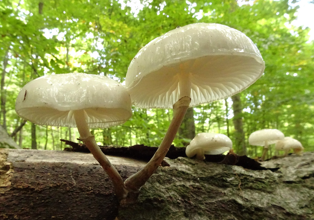 Porcelain Fungus