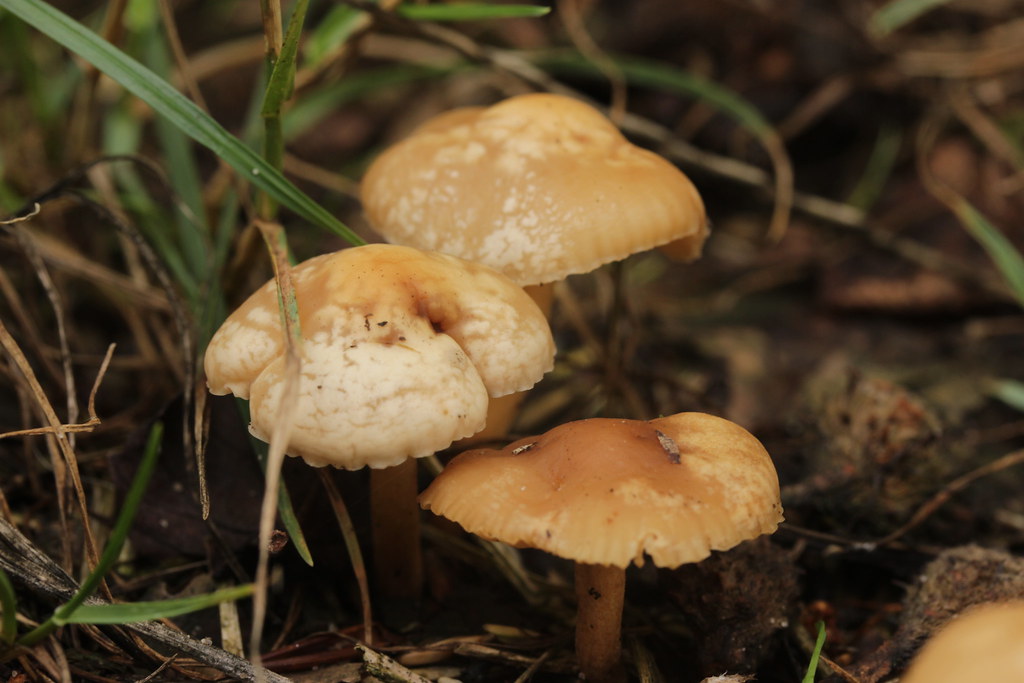 Fairy Ring Champignon