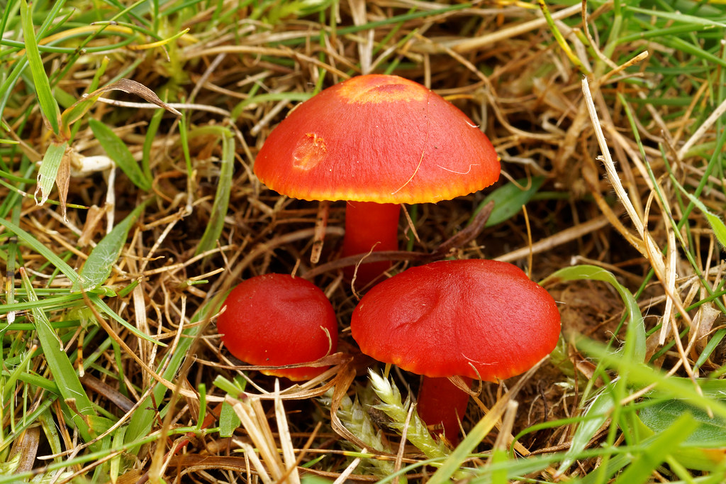 Scarlet Waxcap