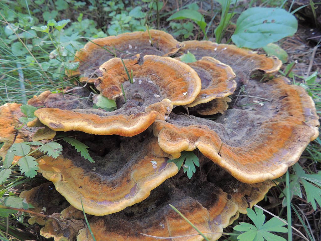 Velvet-top Fungus, Dyer's Polypore, Dyer's Mazegill, Pine Dye Polypore