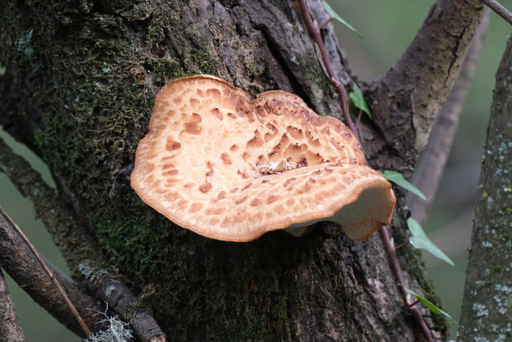 Dryad's Saddle