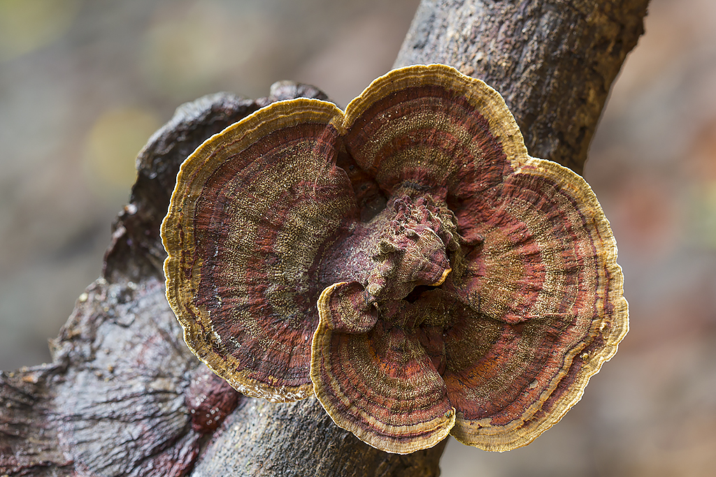 Turkeytail