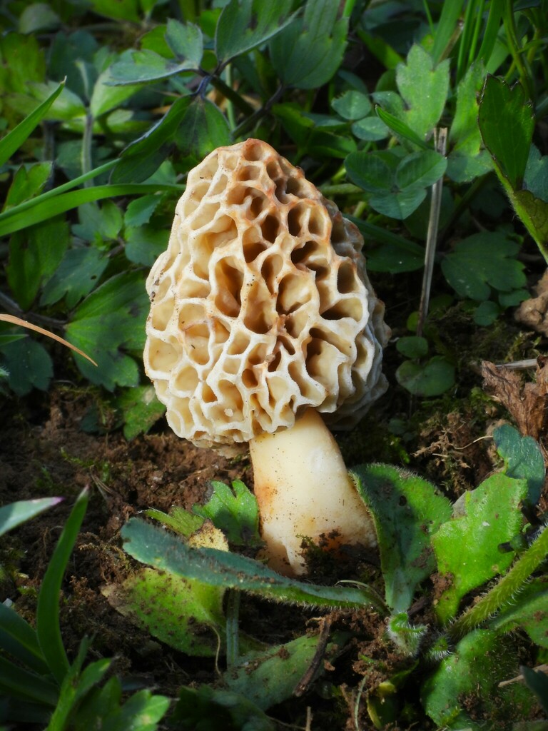 Morel