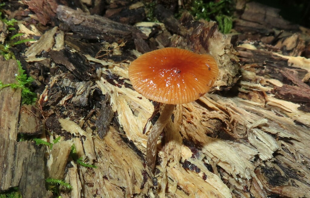 Heath Waxcap