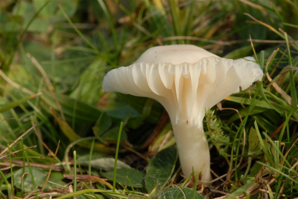 Snowy Waxcap