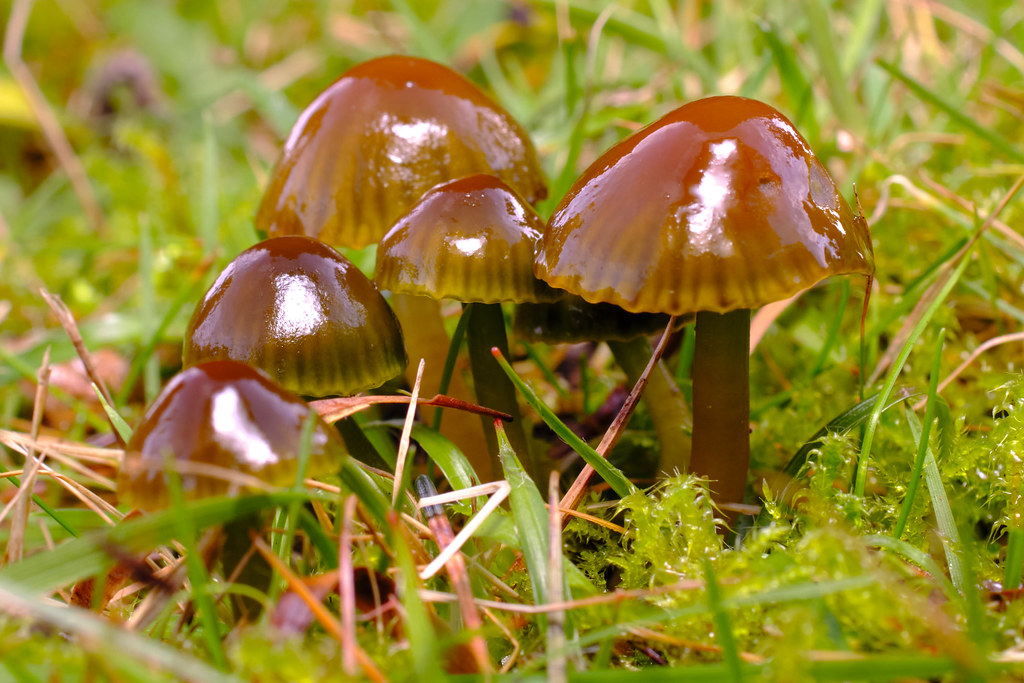 Parrot Waxcap