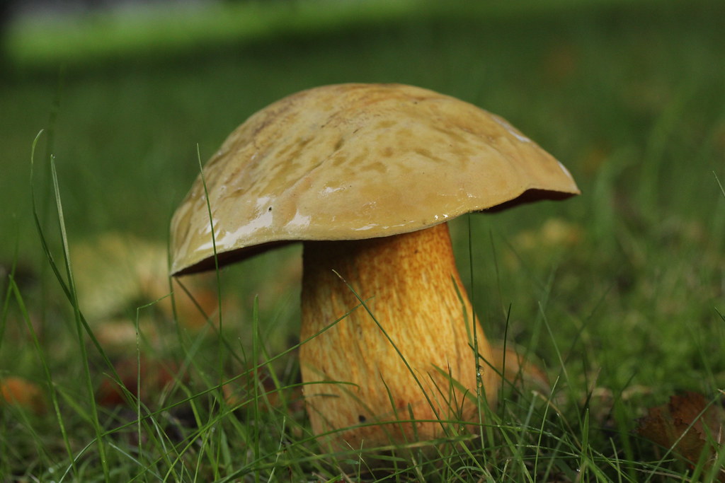Lurid Bolete