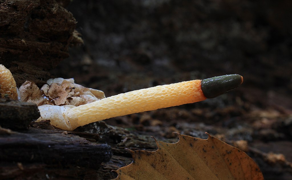 Dog Stinkhorn
