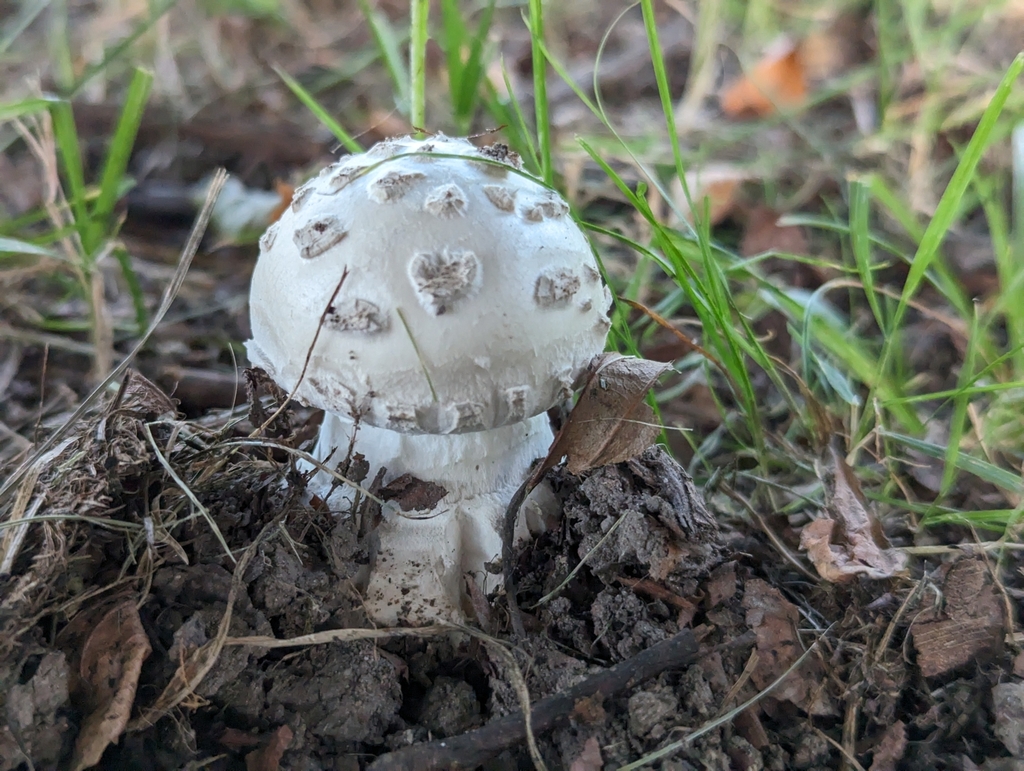 Warted Amanita