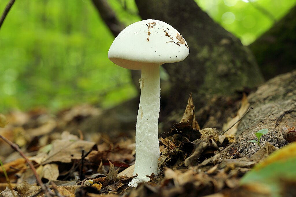 Destroying Angel