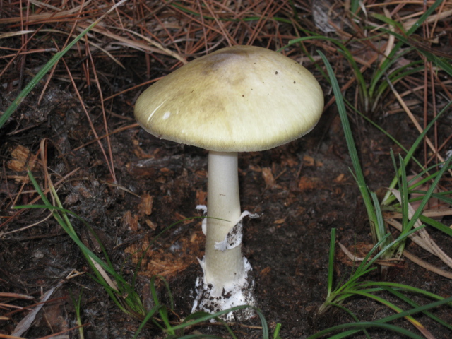 Death cap