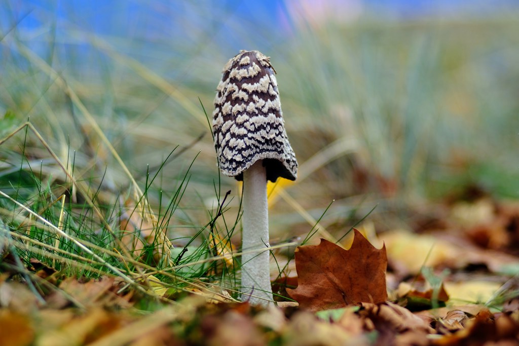 Magpie Inkcap