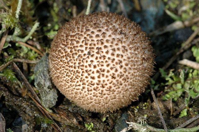 Blackish Puffball
