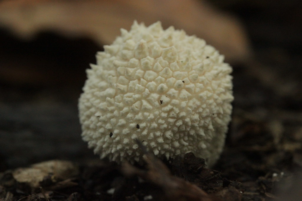 Common Puffball