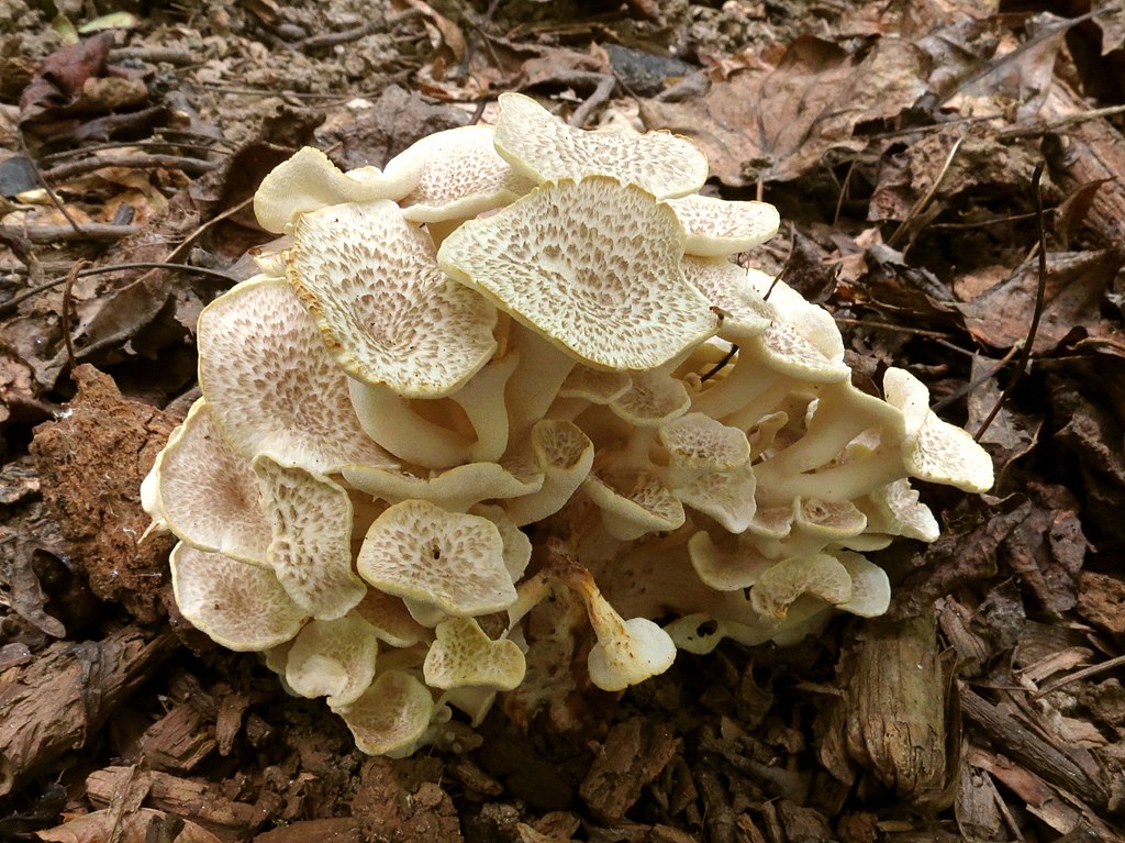 Umbrella Polypore