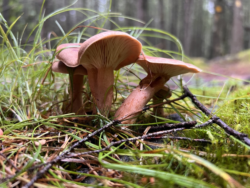 Fenugreek Milkcap