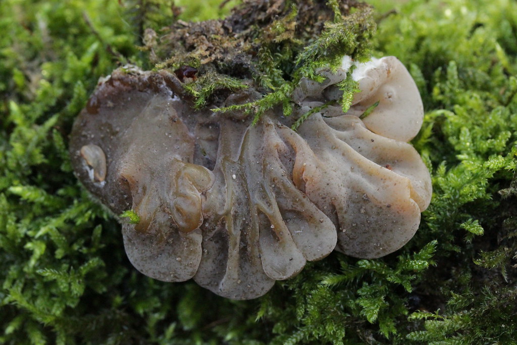 Tripe Fungus