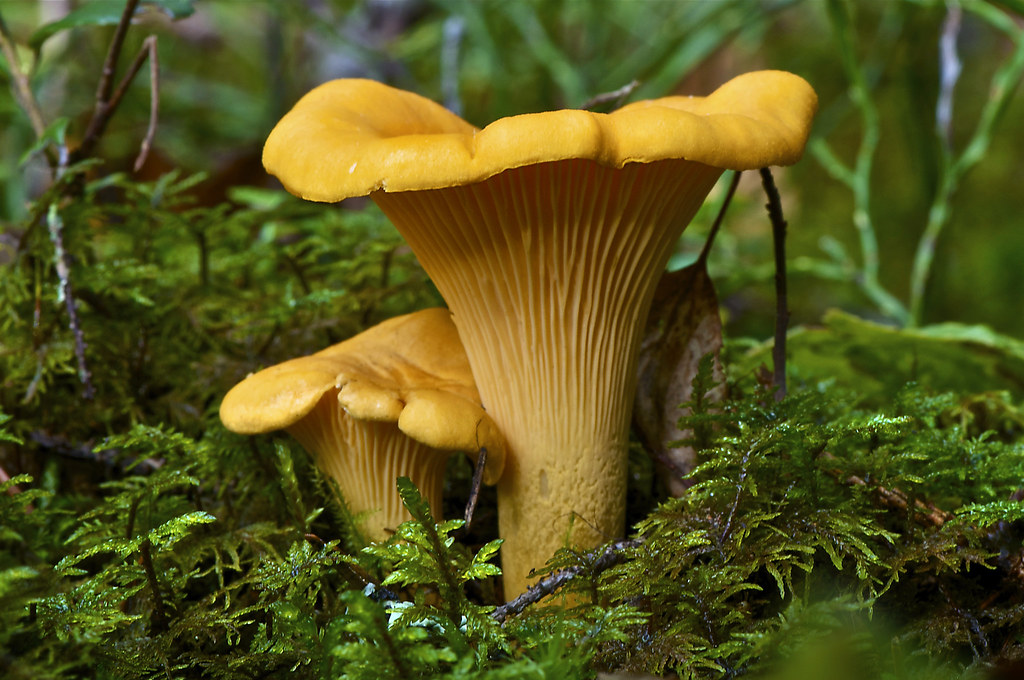 cantharellus cibarius