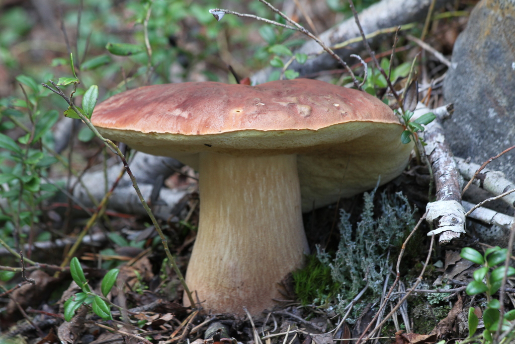 Pine Bolete