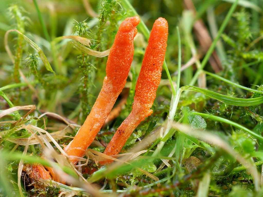 Scarlet Caterpillarclub