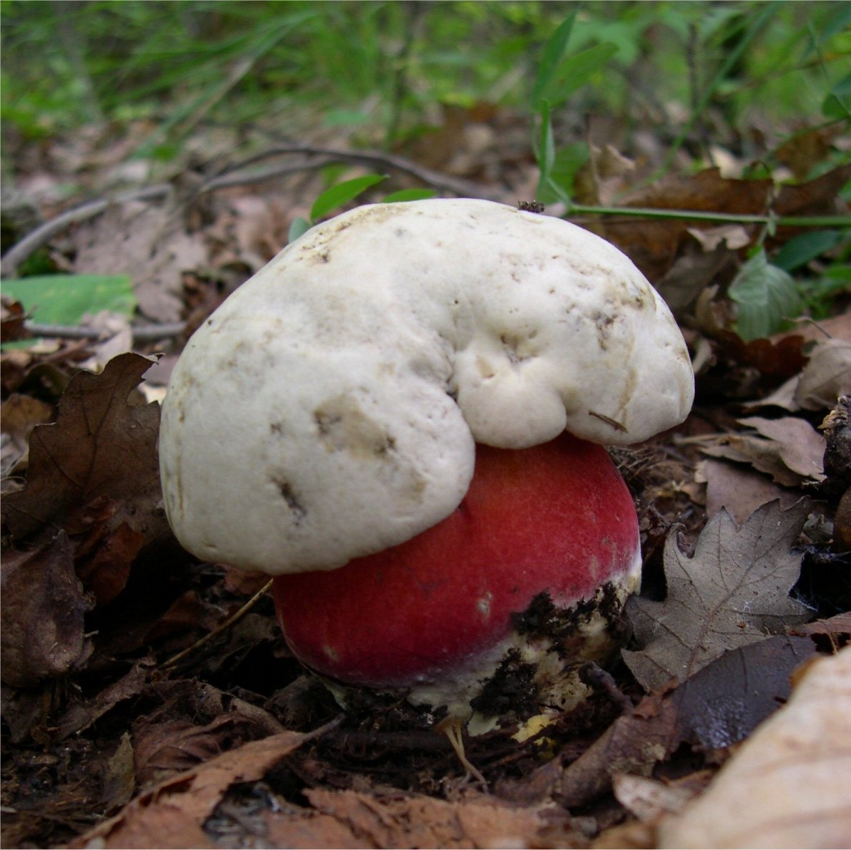 Devil's Bolete