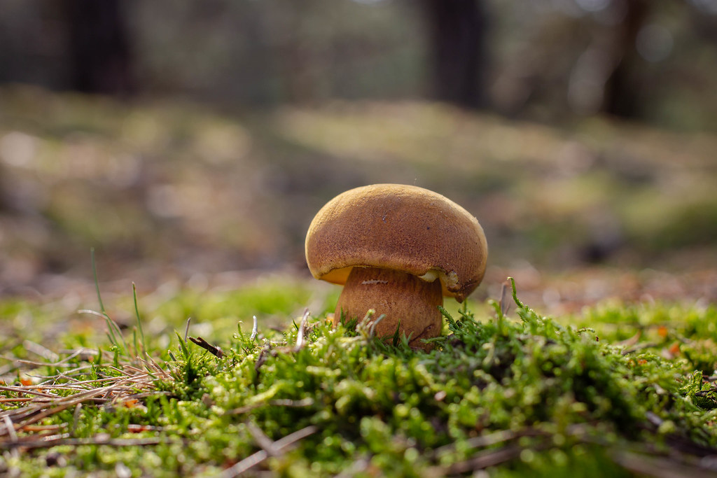 Bay Bolete