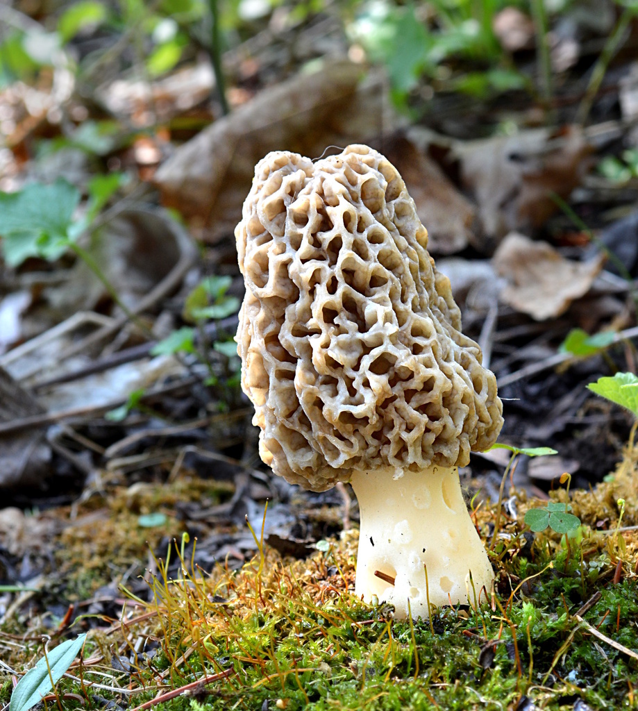 morchella americana