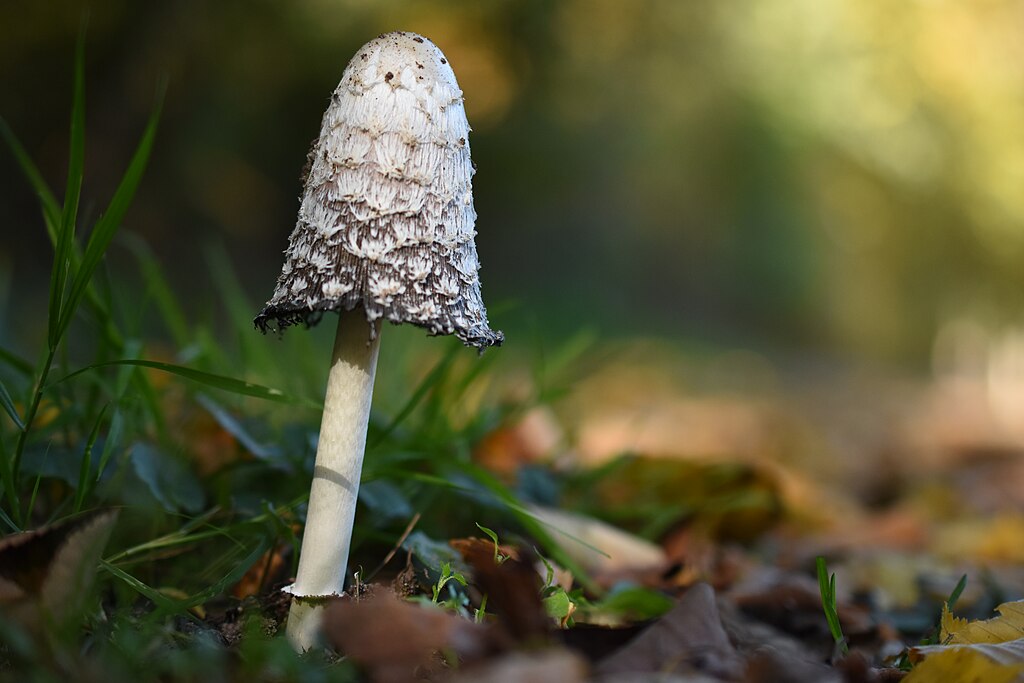 Shaggy Inkcap