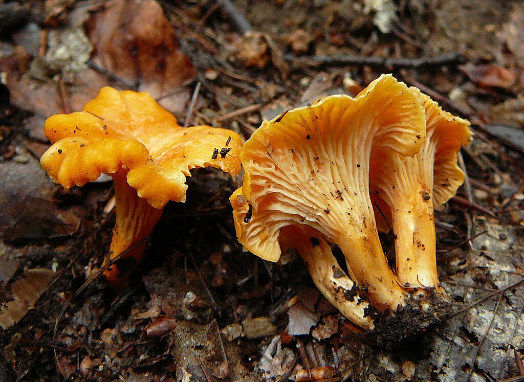 Orange Chanterelle