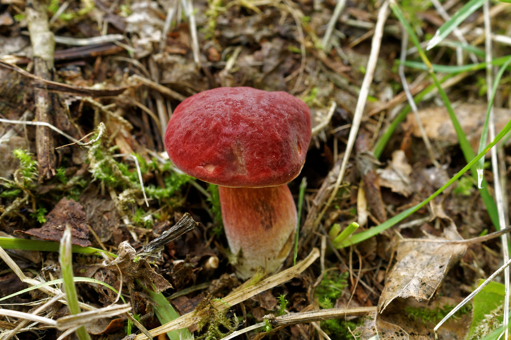 Ruby Bolete