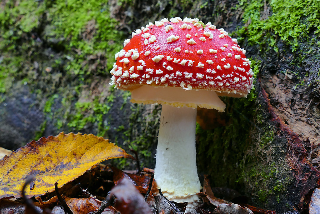 amanita muscaria