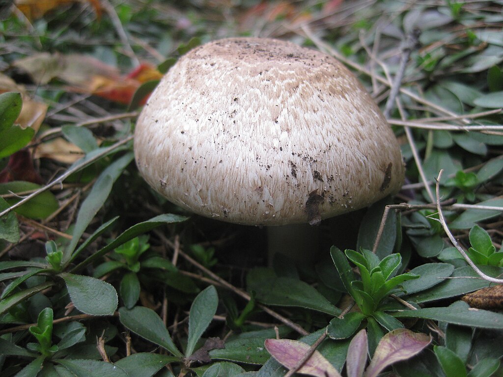 Scaly Wood Mushroom