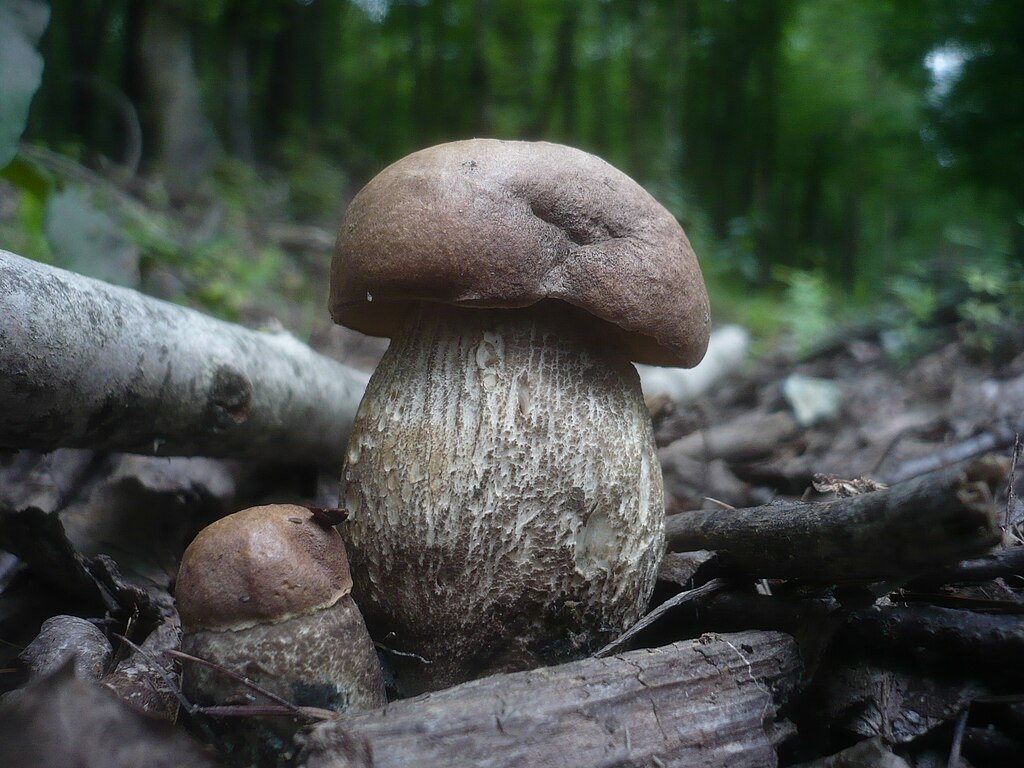 Slate Bolete