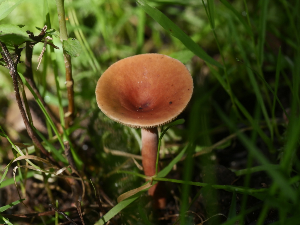 Curry Milkcap