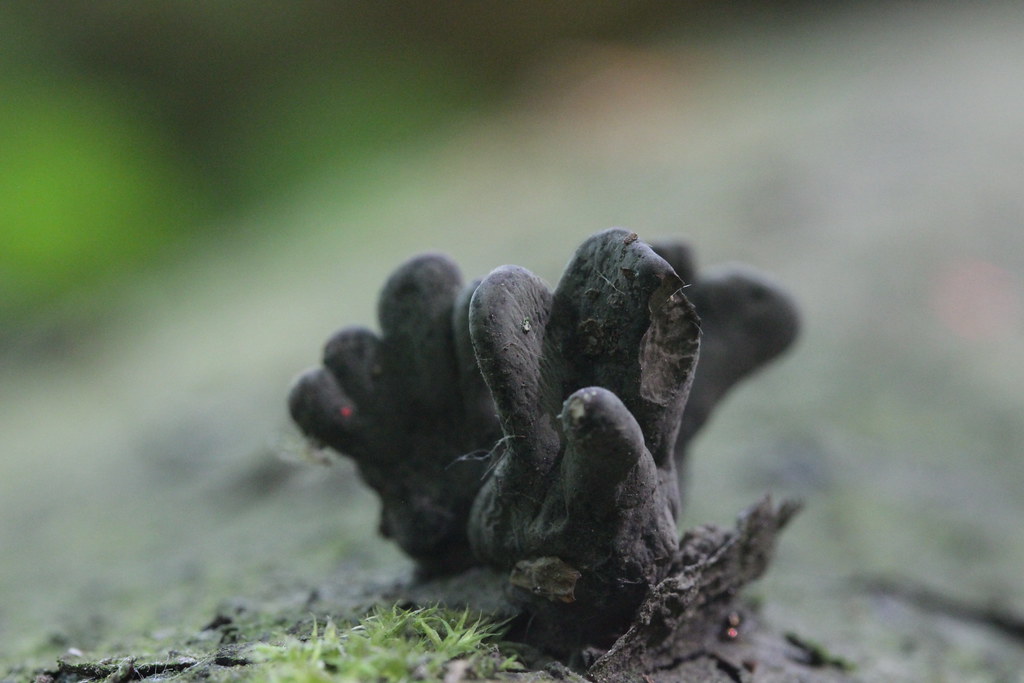 Dead Man's Fingers