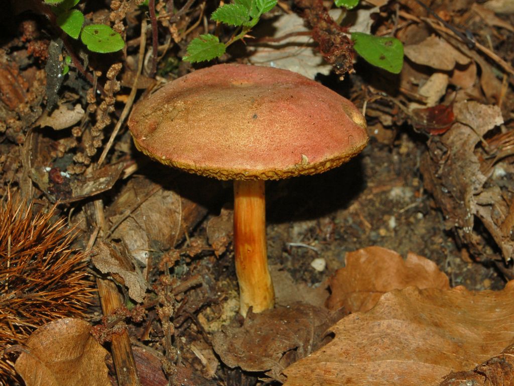 Peppery Bolete