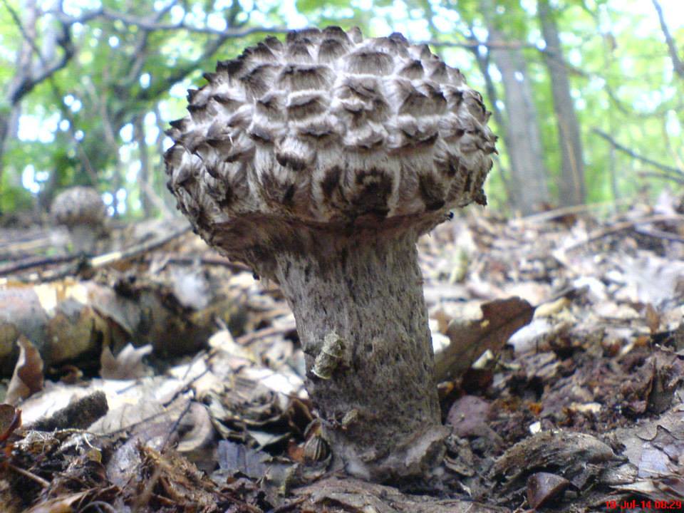Old Man Of The Woods