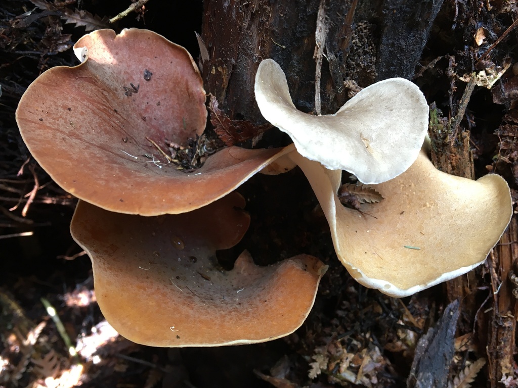 Bay Polypore