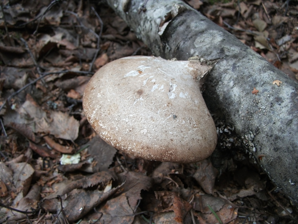 Birch Polypore